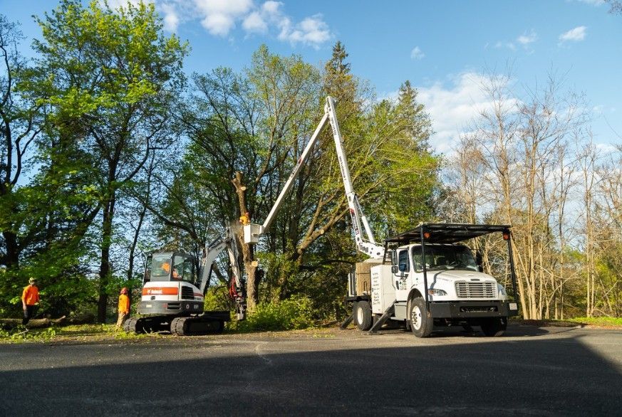A ruck next to a tree while it is being removed.