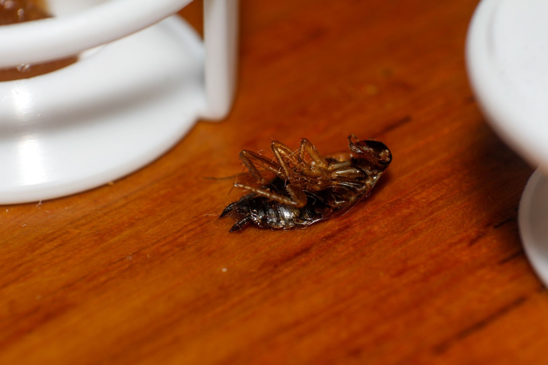 Dead insect on a wooden table beside white cups