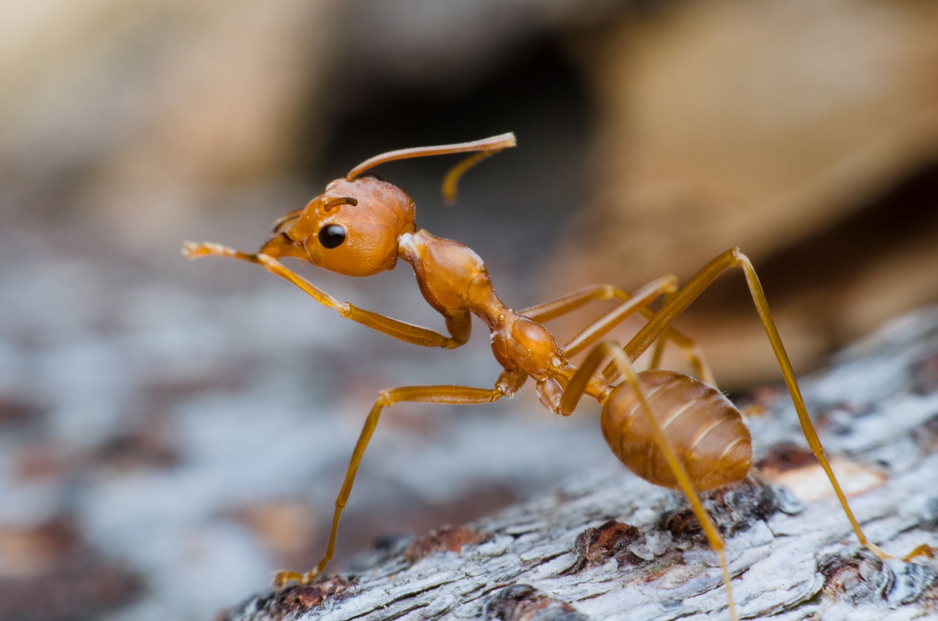 Orange ant walking on a textured surface, side view, with blurred background