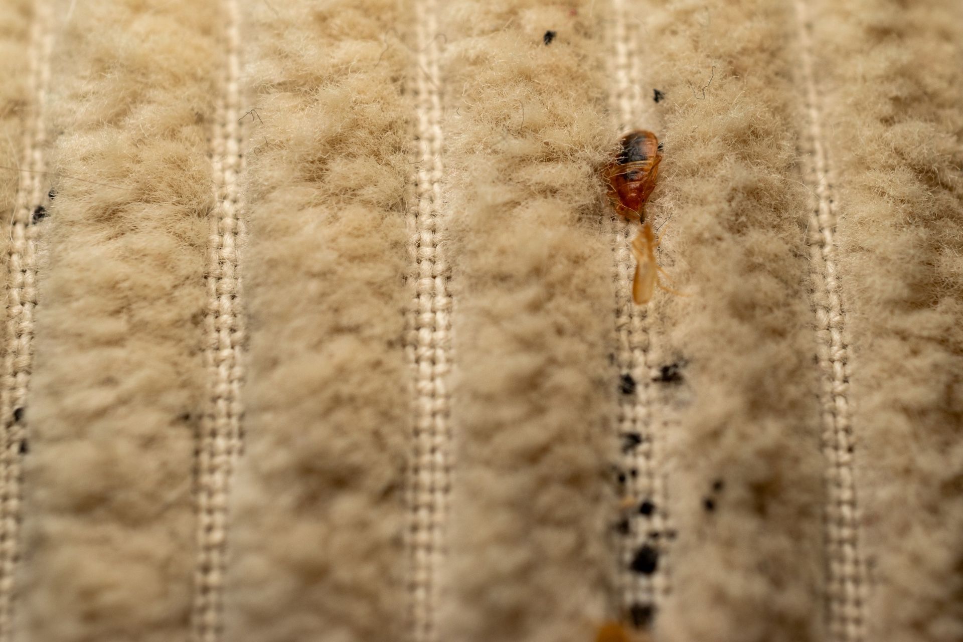Close-up of a small brown insect on a beige fabric surface with black specks nearby