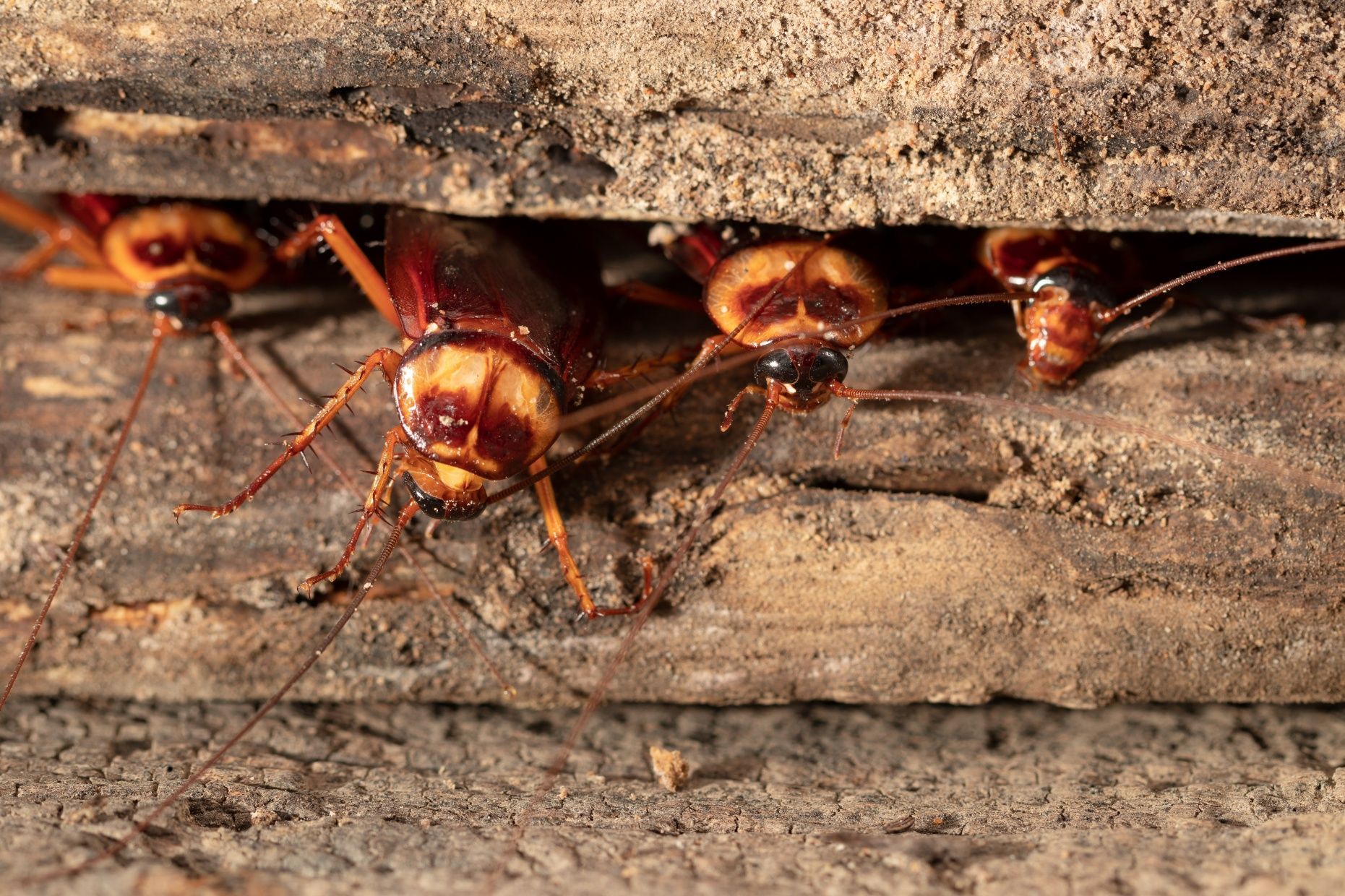 Several cockroaches clustered under a wooden surface, with one large reddish-brown roach in front