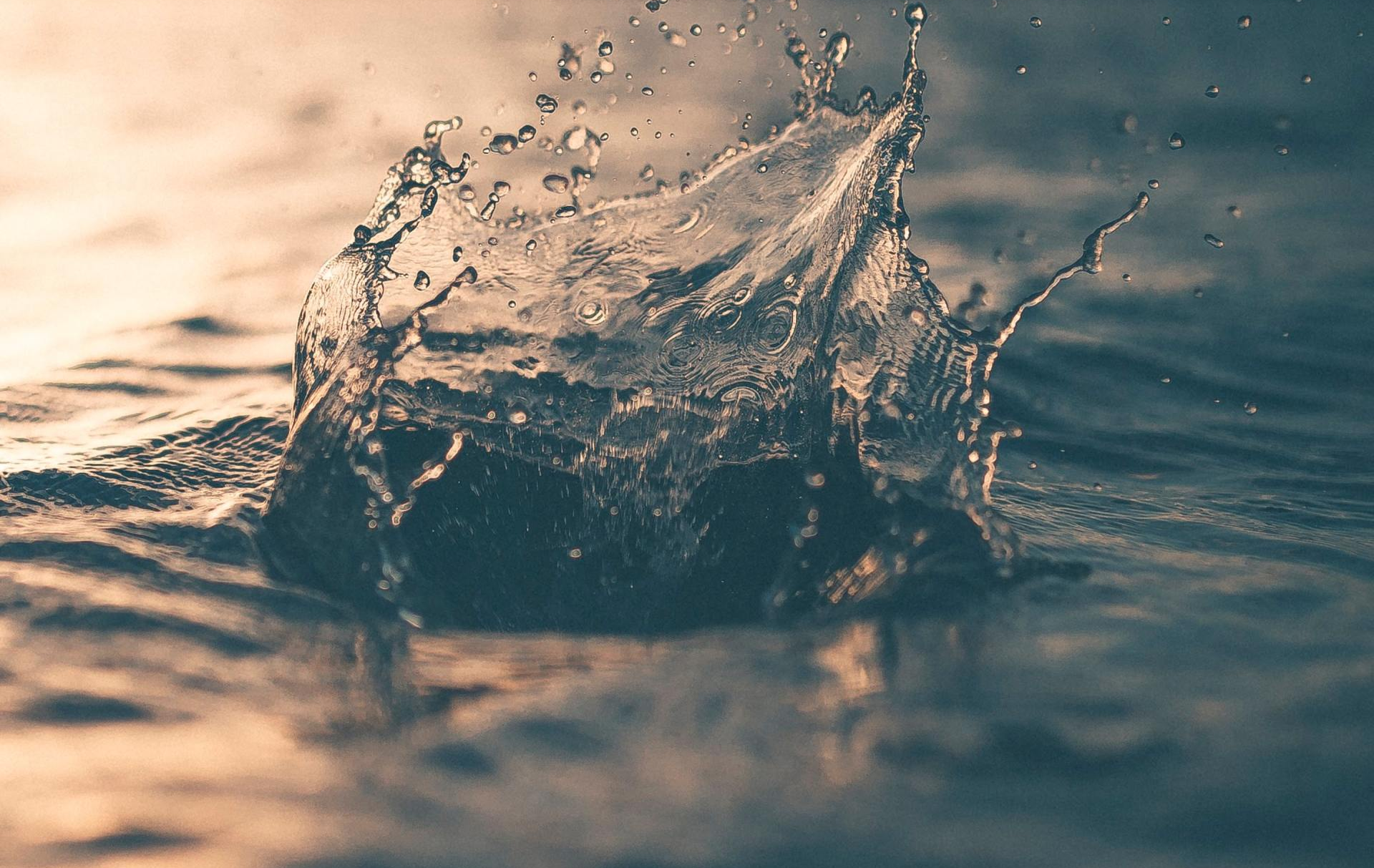 Des éclaboussures d'eau jaillissent d'une étendue d'eau, la lumière du soleil se reflétant sur les gouttelettes.
