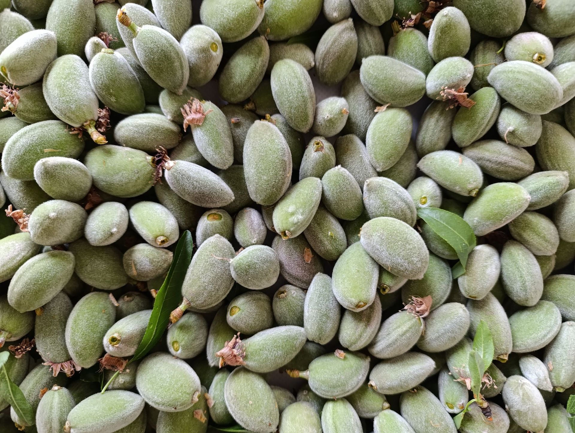 Fresh almond