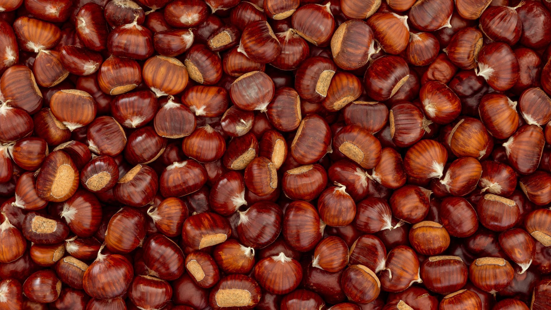 The chesnut