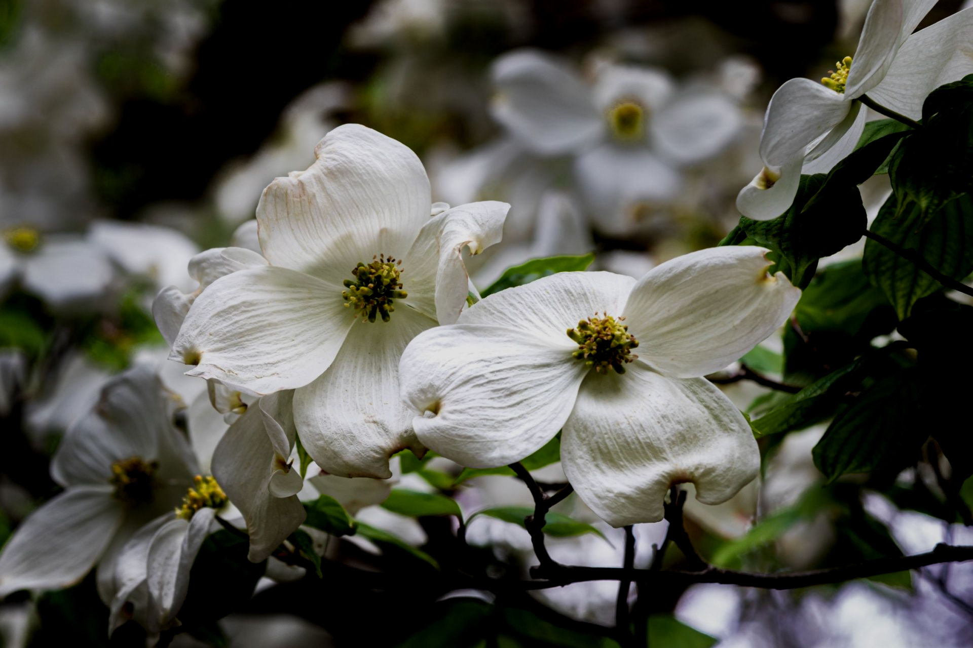 White rose blooms with yellow centers among green leaves.