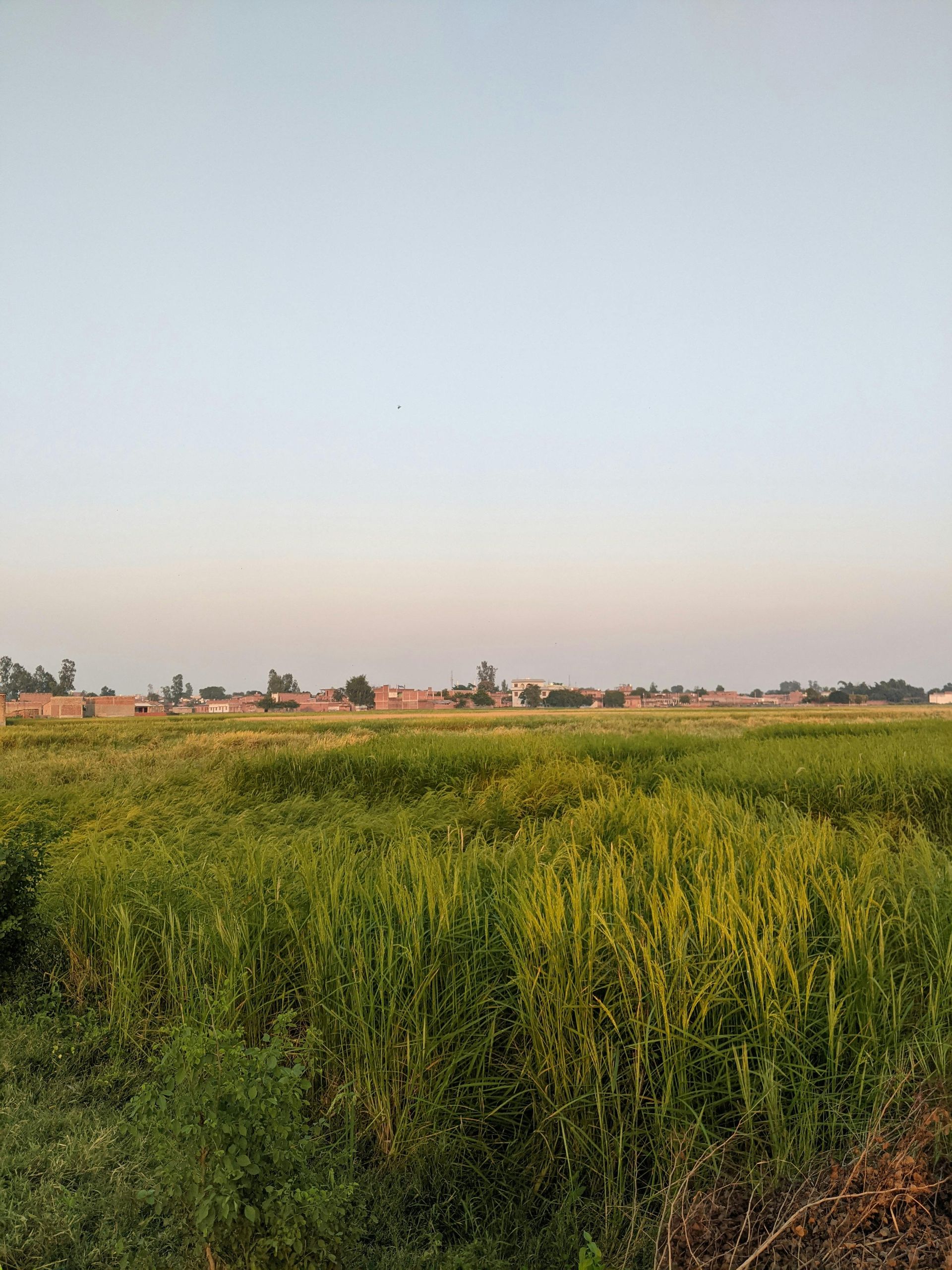 Field of green plants with a light blue sky and buildings in the distance.