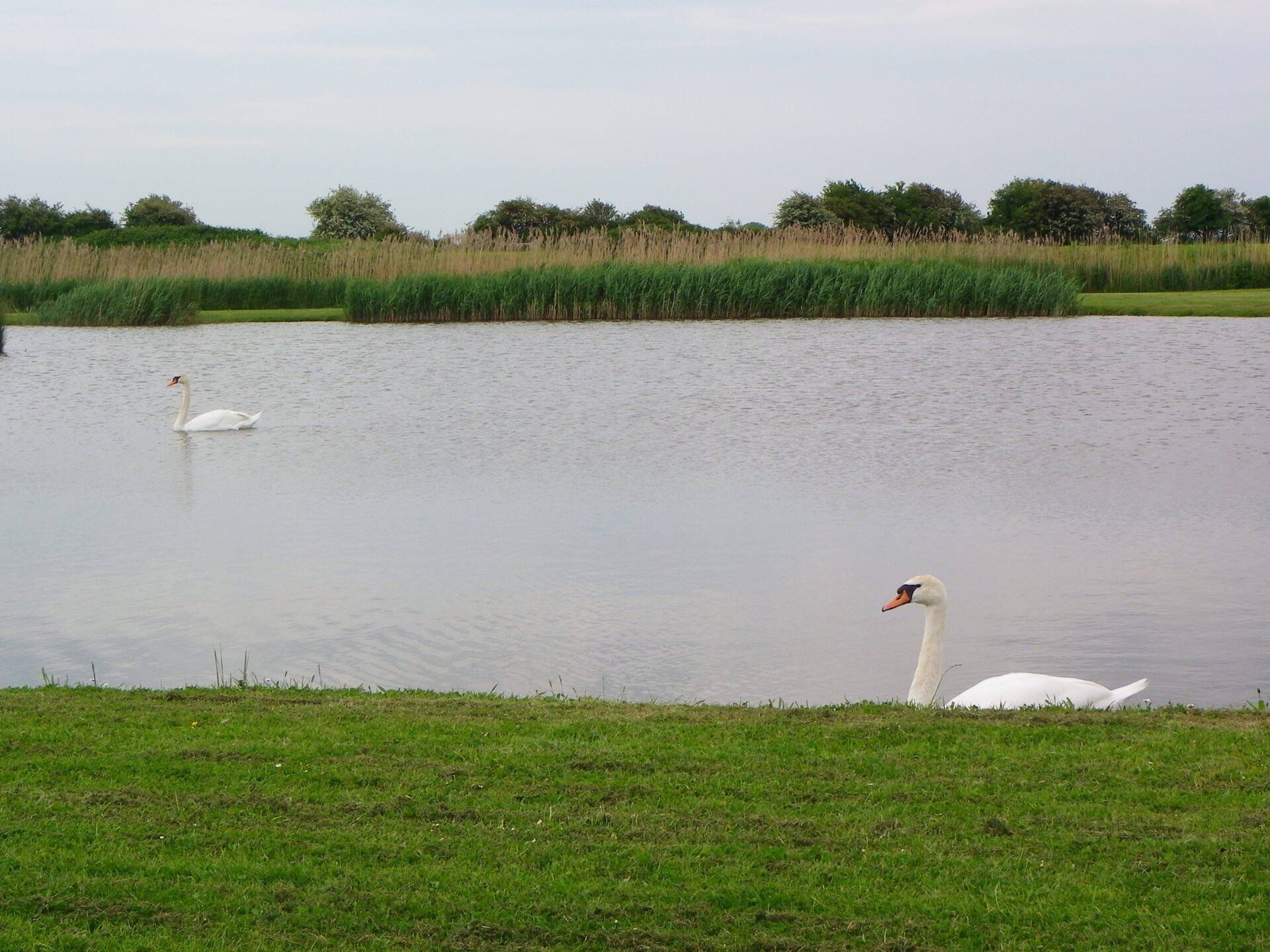 Swans swimming by the river bank at our holiday park
