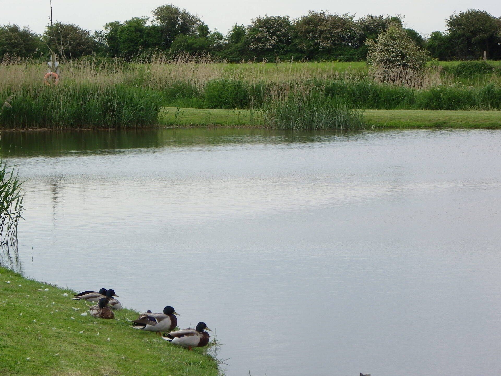 Ducks sat by the edge of our lake