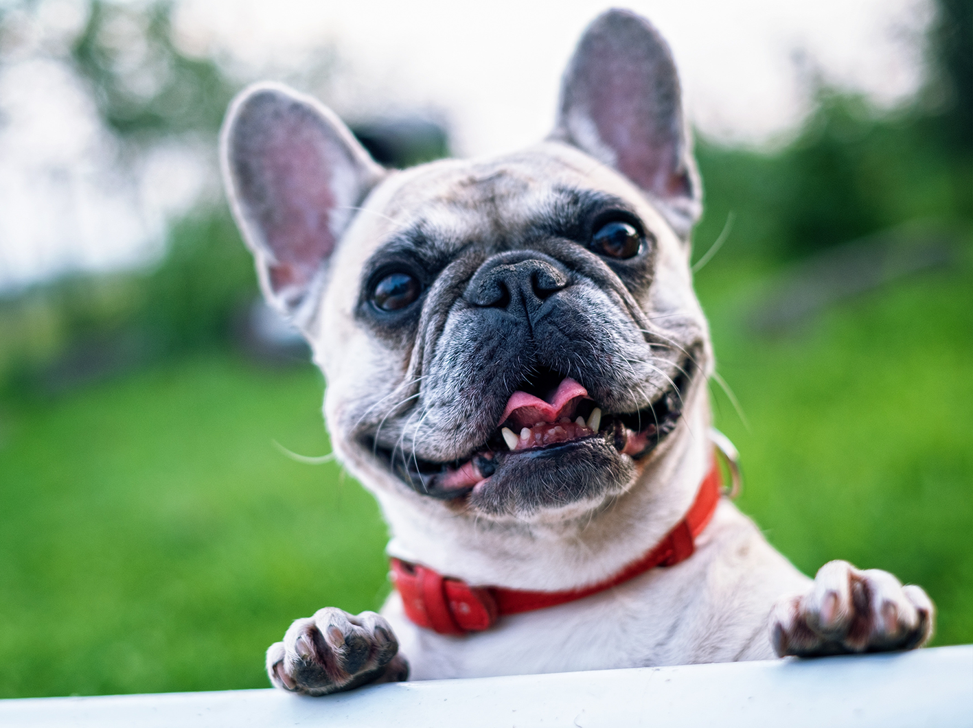 Dog friendly camping