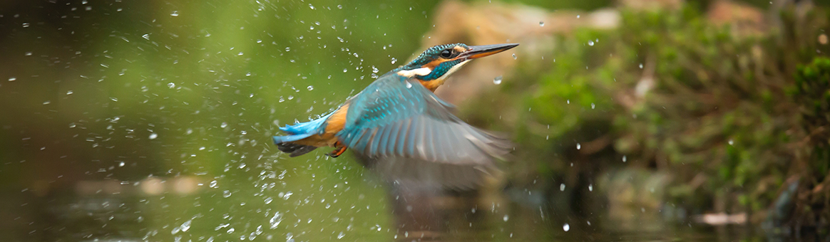Kingfisher in flight