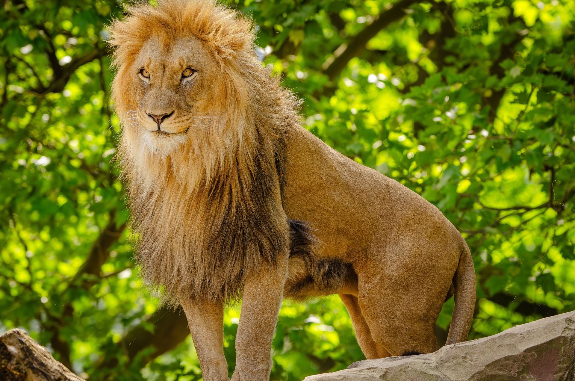 Lion at Longleat