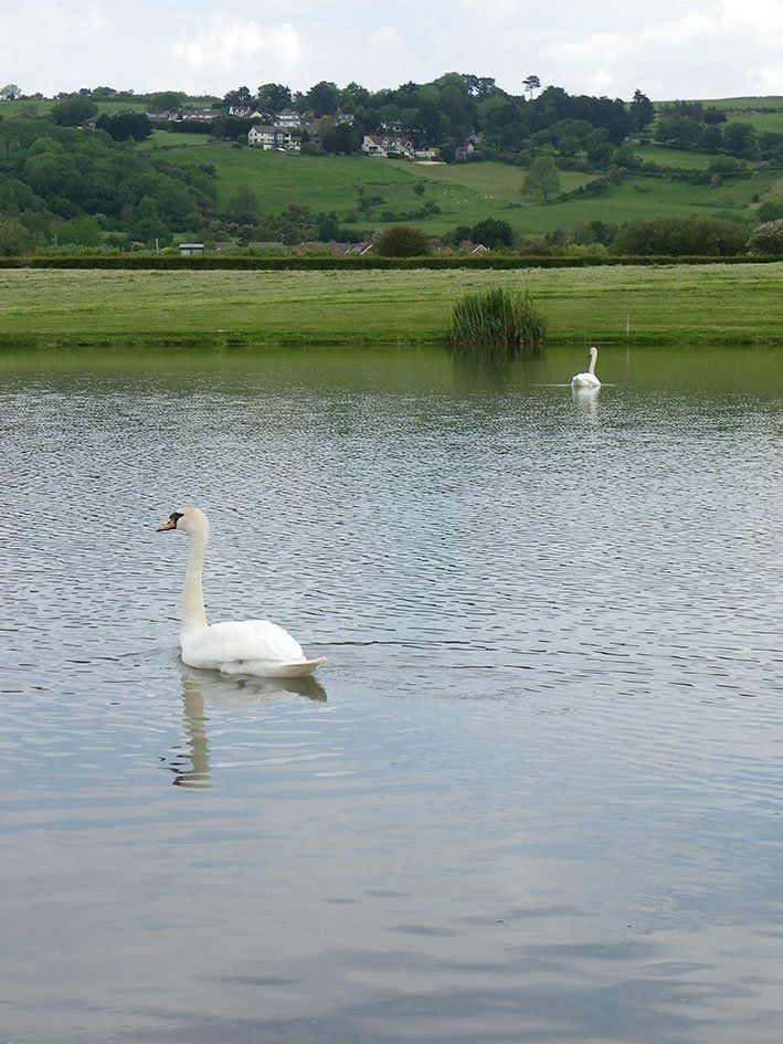Swans on the lake at our caravan park