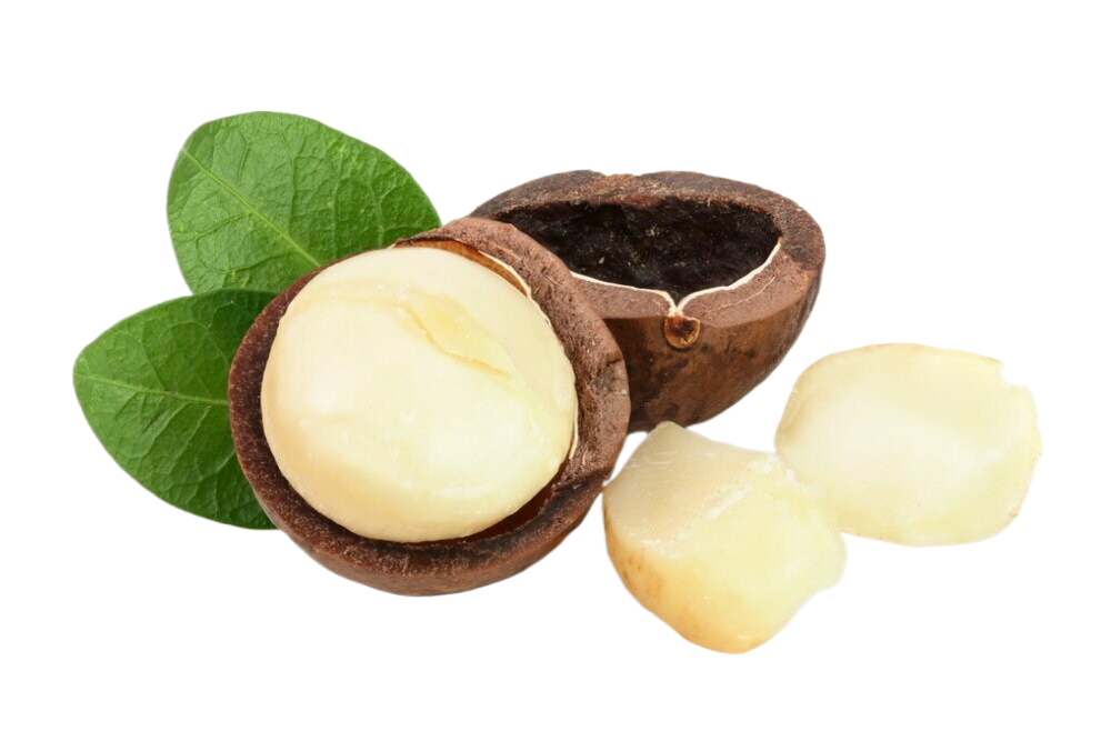 A close up of a macadamia nut with leaves on a white background
