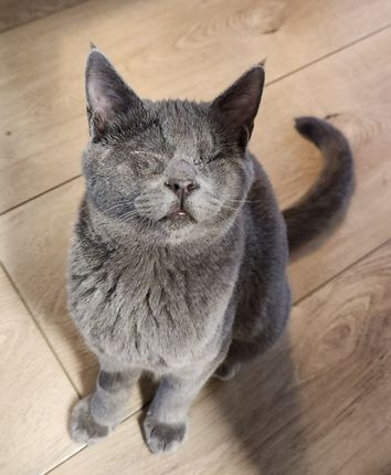 Odin the Eyeless Cat