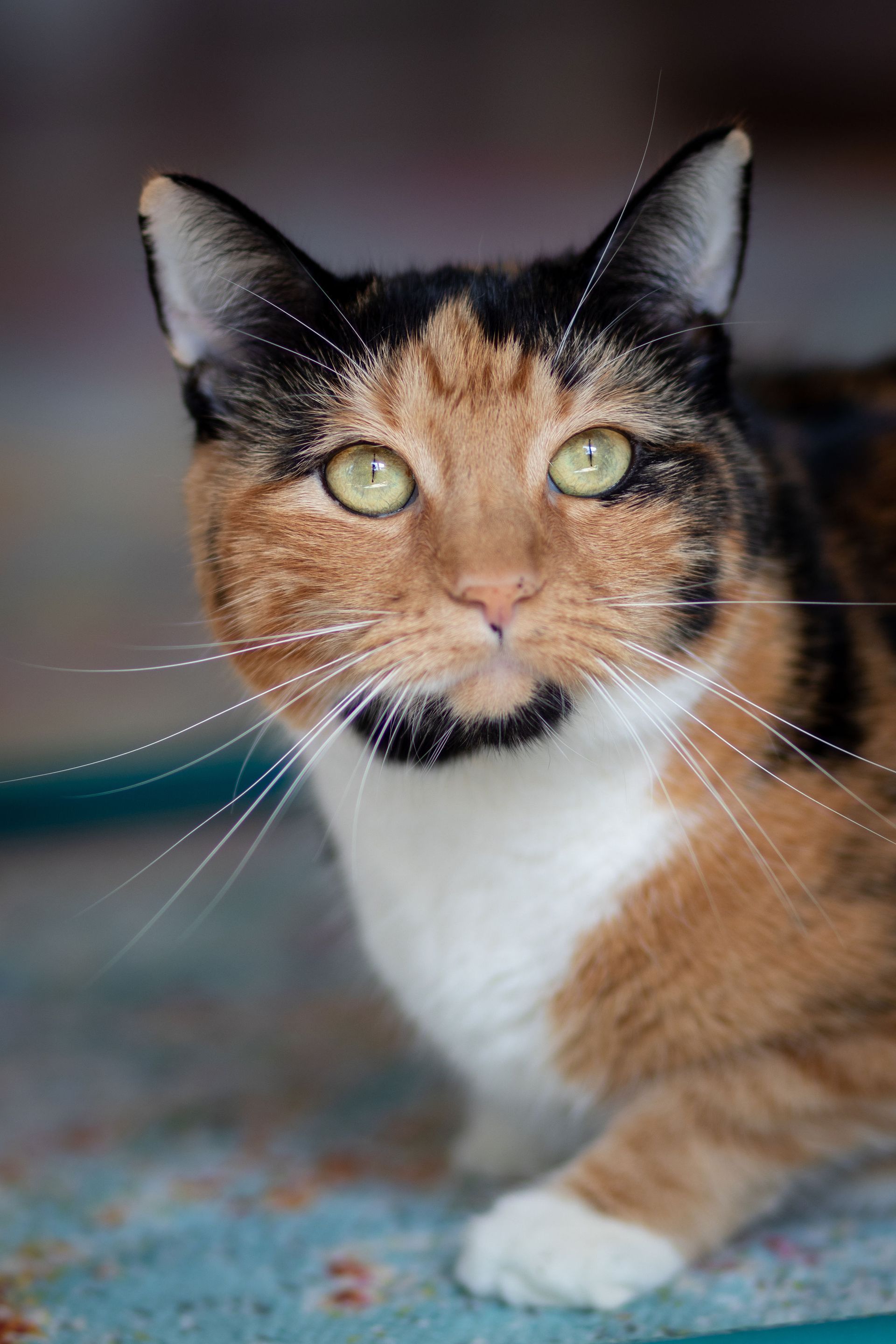 Sissi the Cat