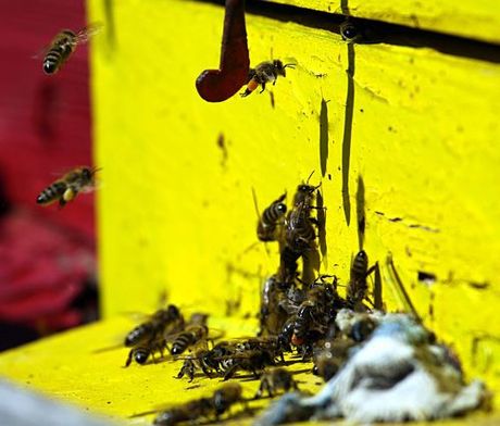 Bees clustered on a bright yellow hive, with a few flying nearby.