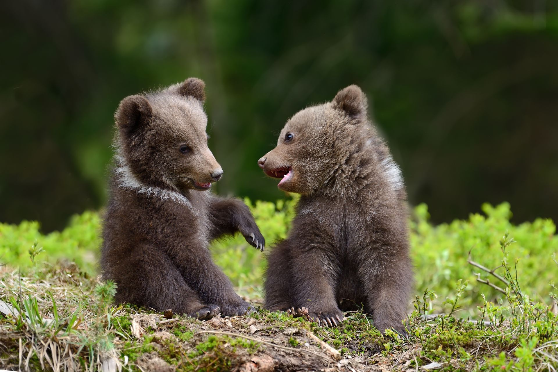Two bear cubs sitting face to face in green grass, one paw raised