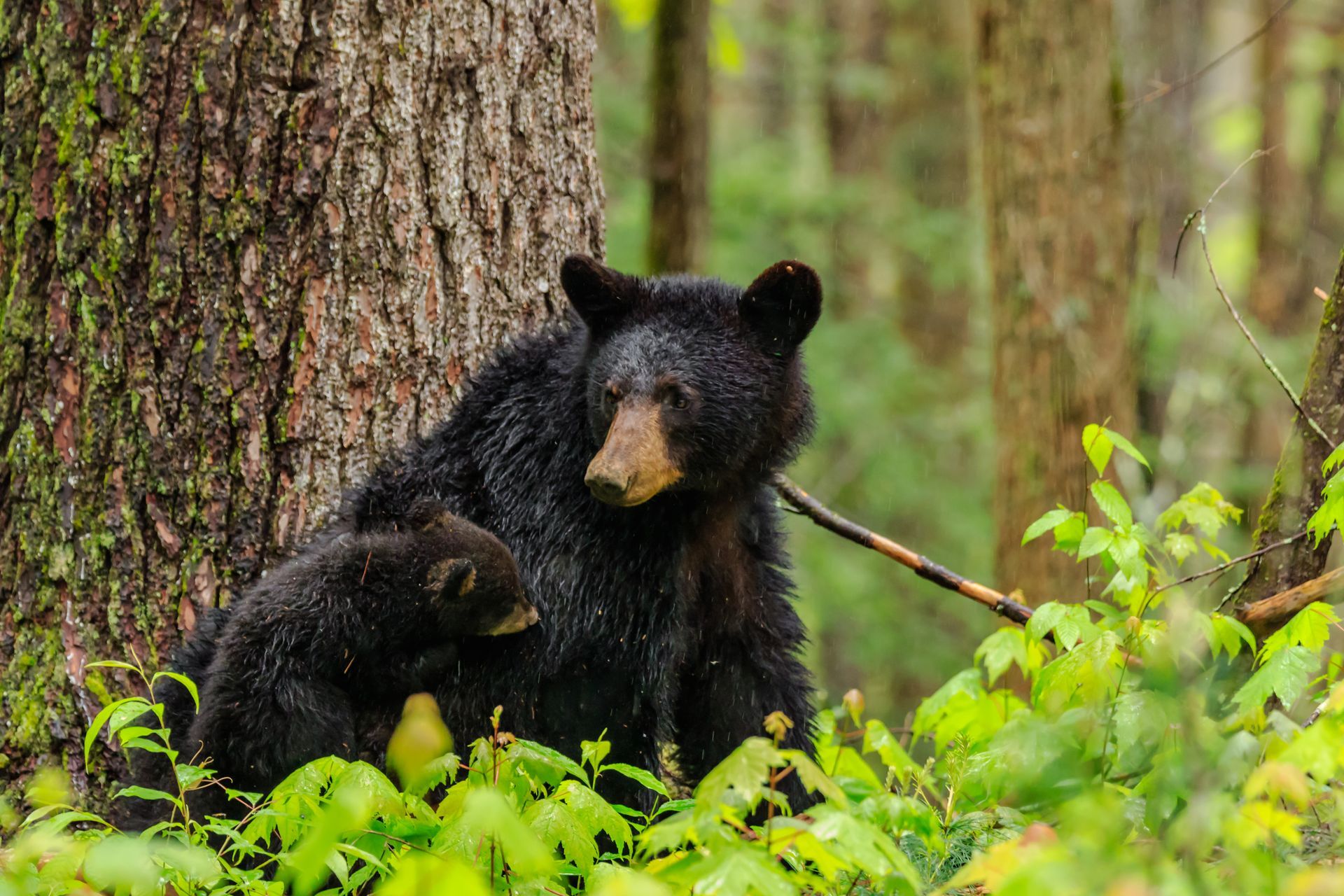 Black bear sitting by a tree in a green forest, looking toward the camera.