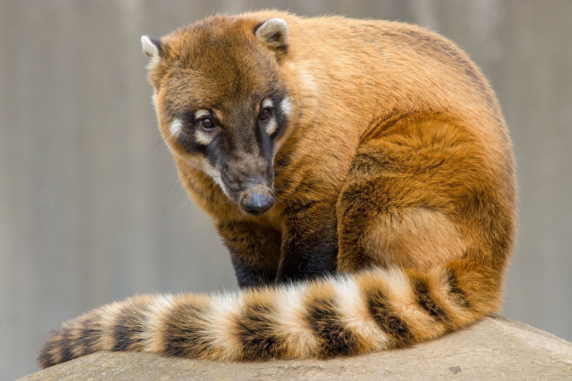 Brown coati sitting on a rock, looking over its striped tail against a blurred background