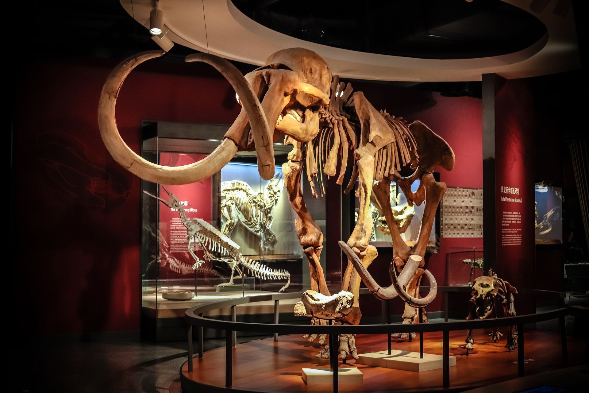 Mammoth skeleton exhibit in a museum, with curved tusks and red display panels.