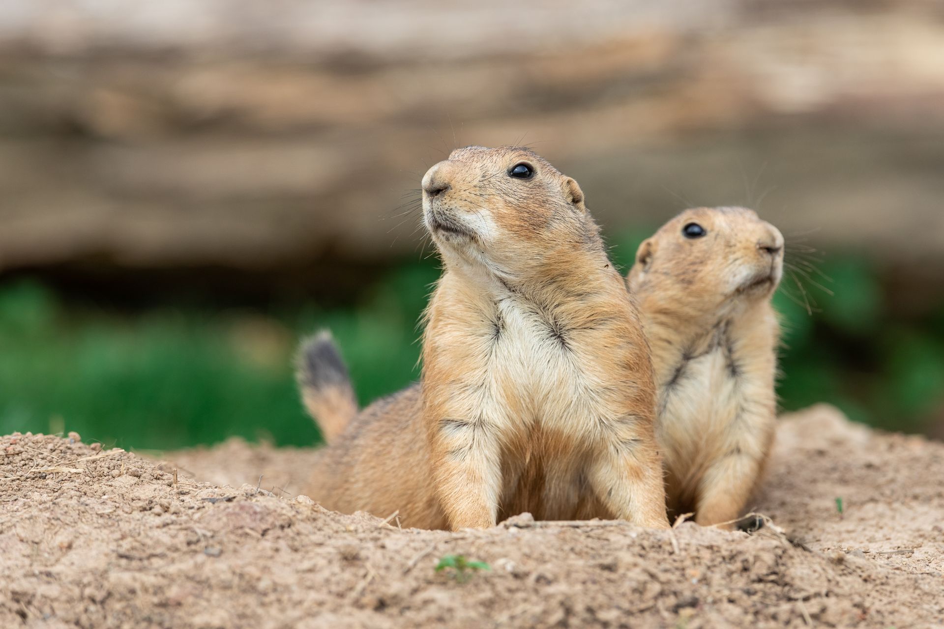 Two prairie dogs peeking out of a dirt mound, with one looking left and the other right