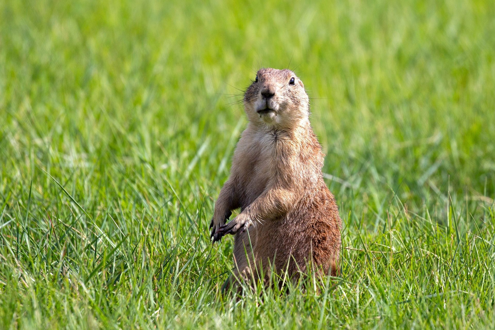 Brown prairie dog standing in tall green grass looking at the camera