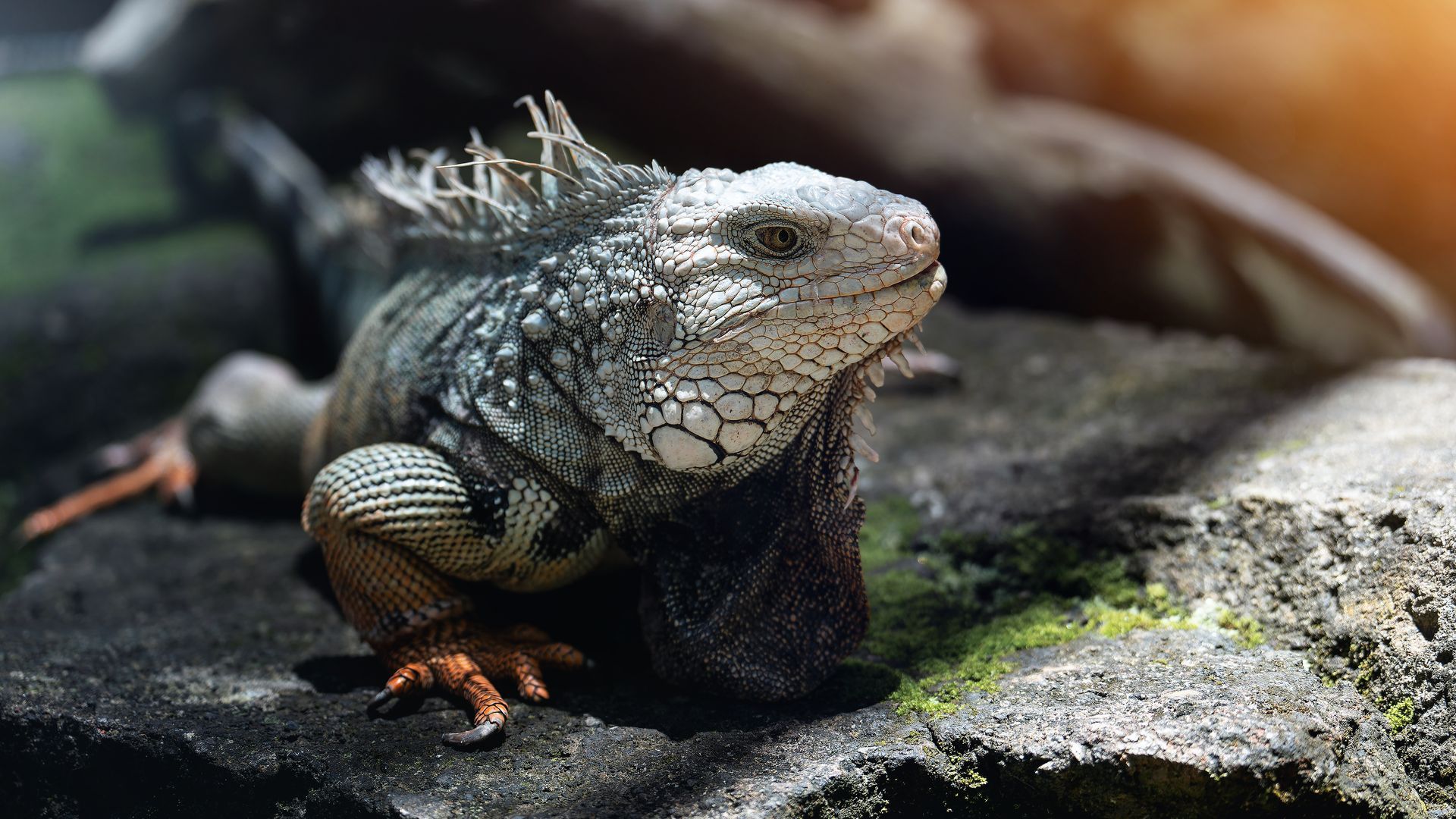 A gray iguana resting on a rock in a natural setting, with green moss nearby.