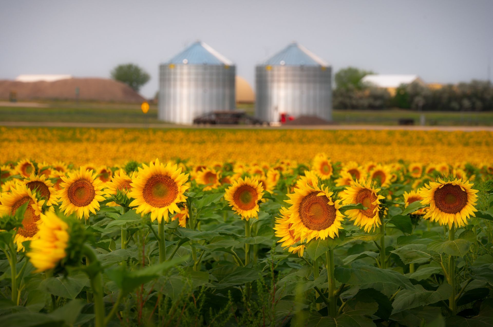 Sunflowers in bloom before two silver silos on a farm at dusk