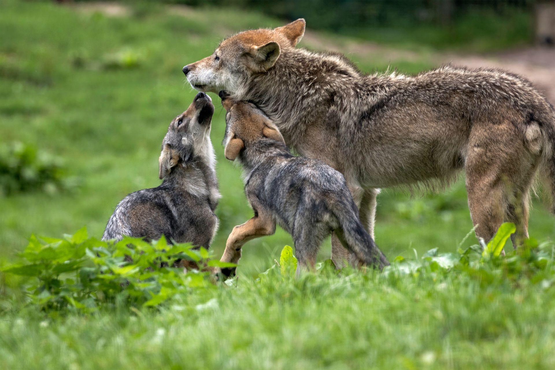 Three wolves in a green meadow, one gently nuzzling another pup