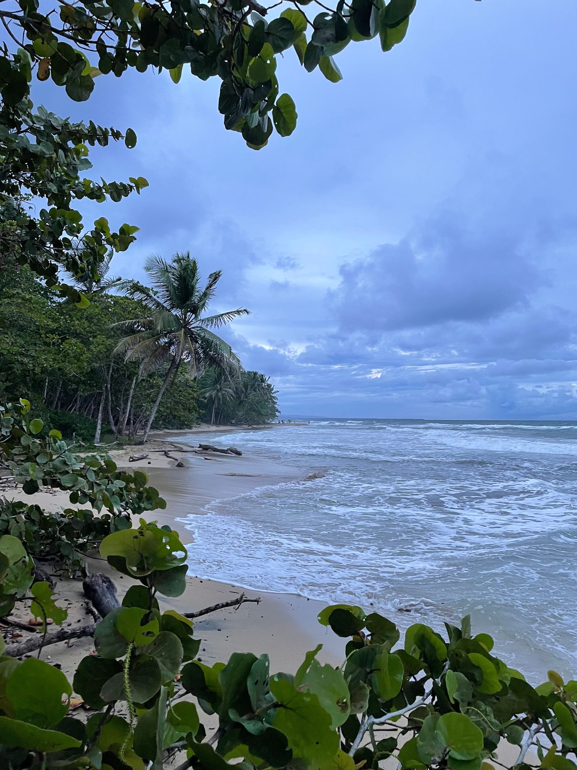 A beach with a tree in the foreground and a blue sky in the background.