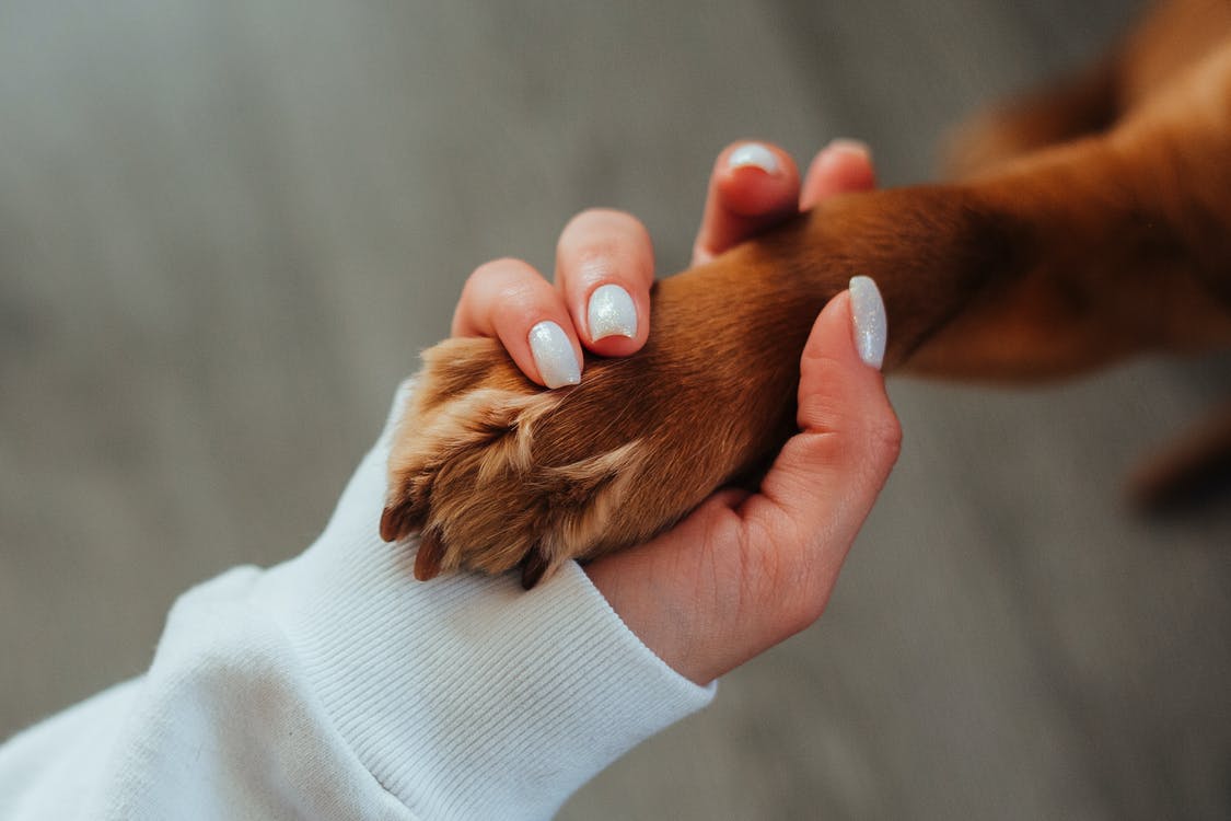 What is Pet Cremation? - cremation services near Santee, SC
