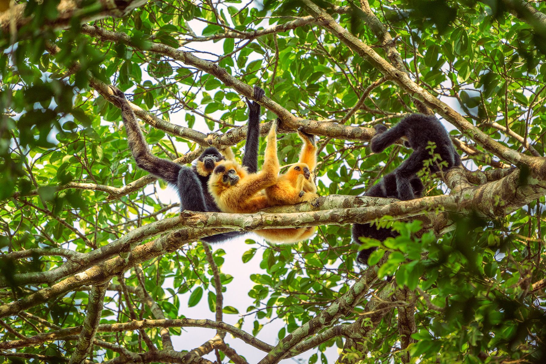 Seima Wildlife