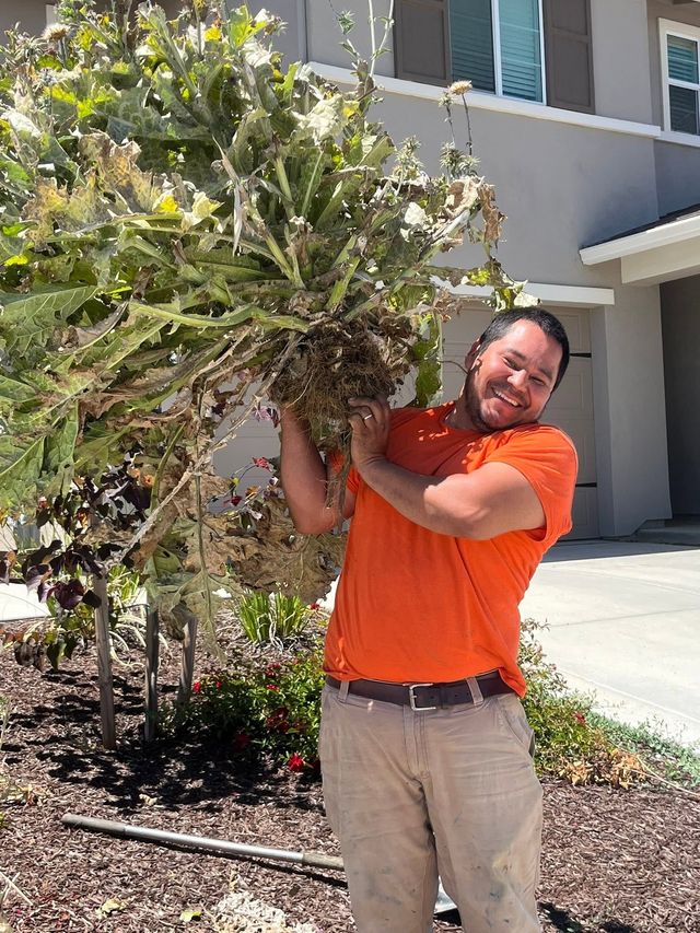 Man in orange shirt carrying a large shrub beside a house and driveway