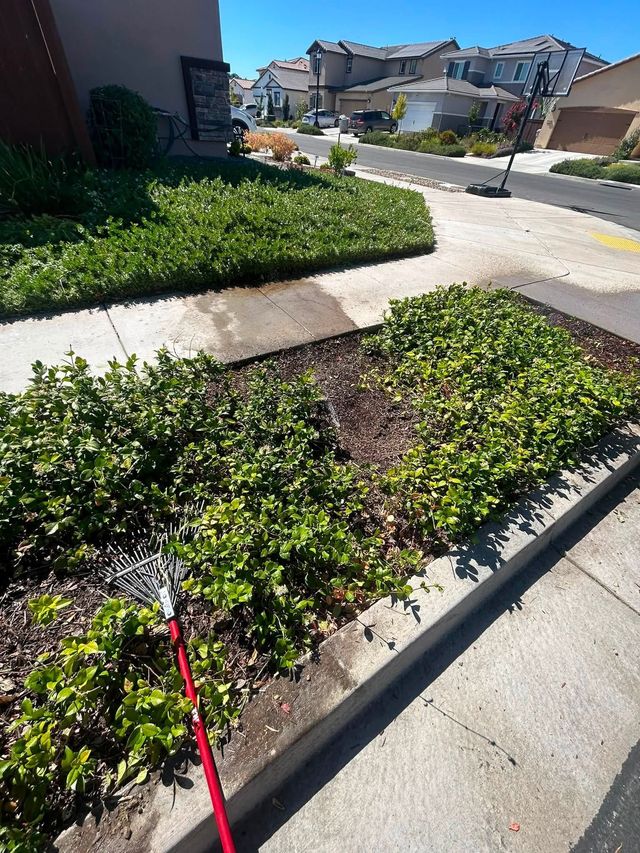 Leash on a sidewalk beside a grassy planting bed in a suburban neighborhood.
