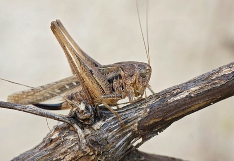 Brown grasshopper perched on a twig against a blurred beige background