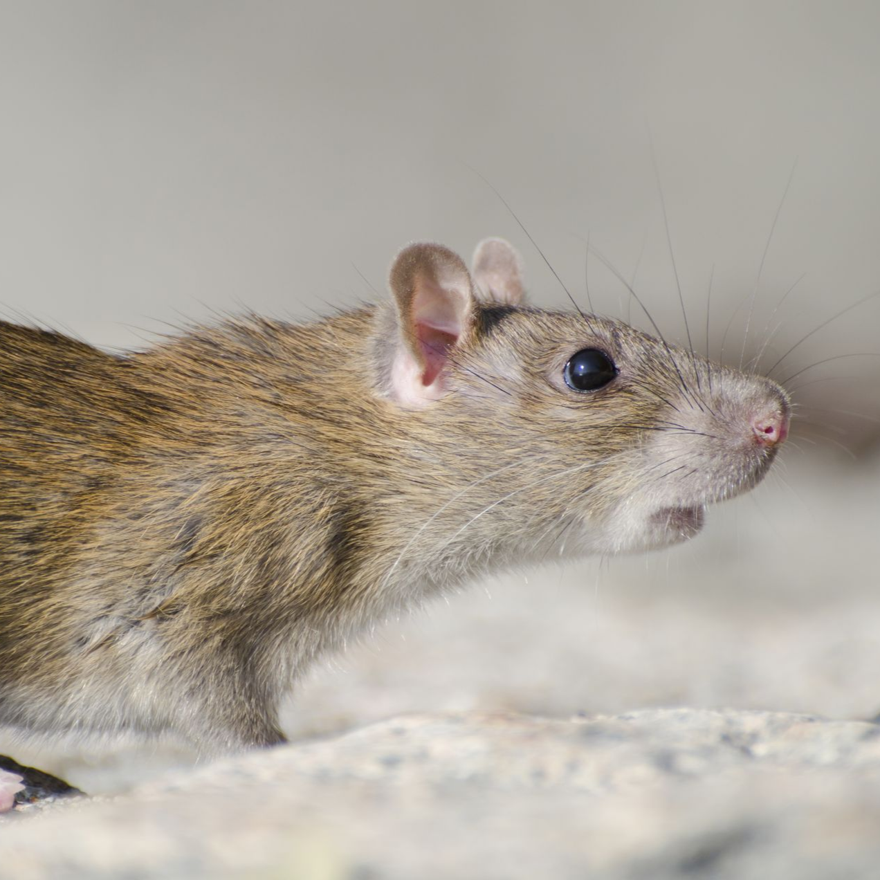Brown rat with pink nose and ears, looking to the right.