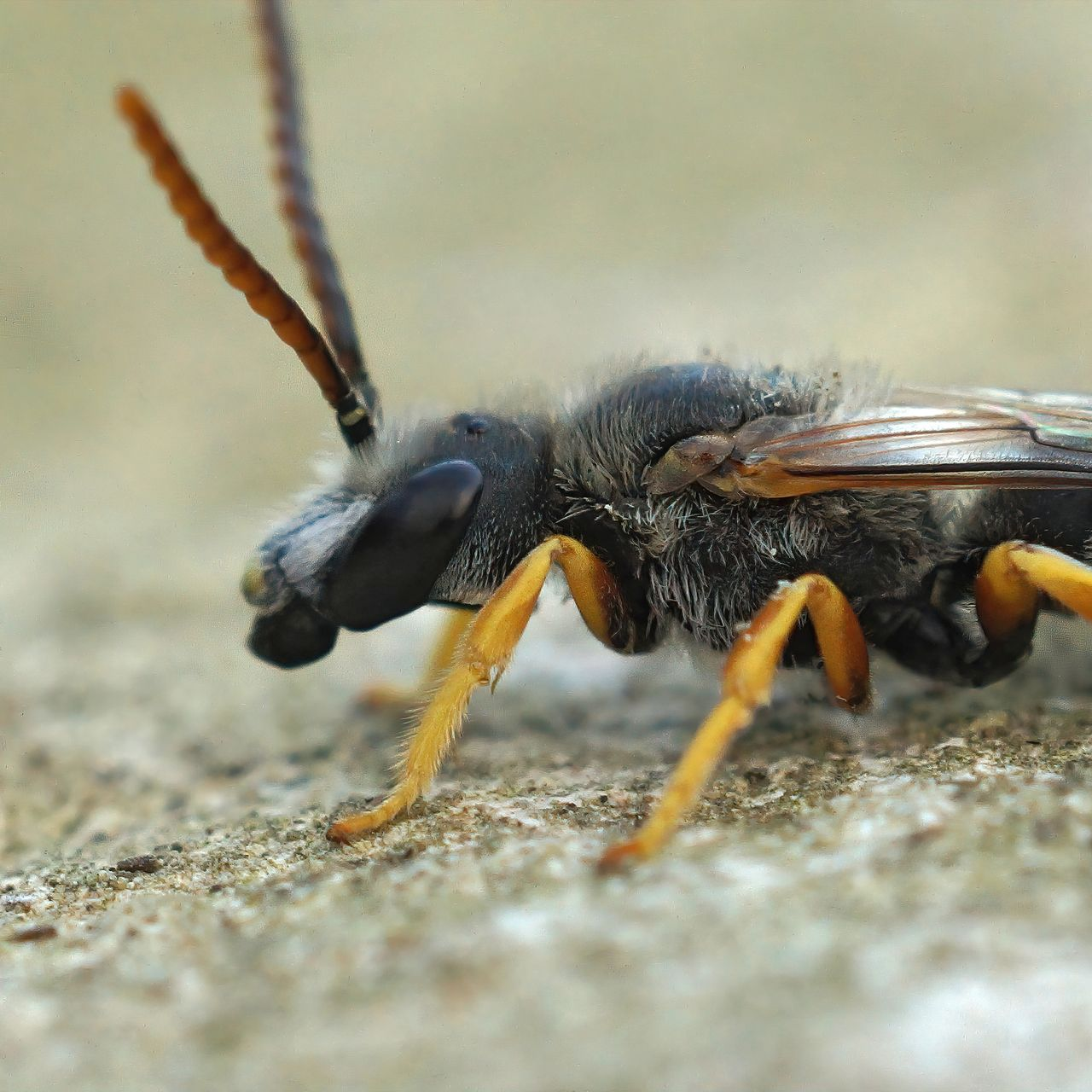 Bee with black head, striped abdomen, and yellow legs, on a light-colored surface.
