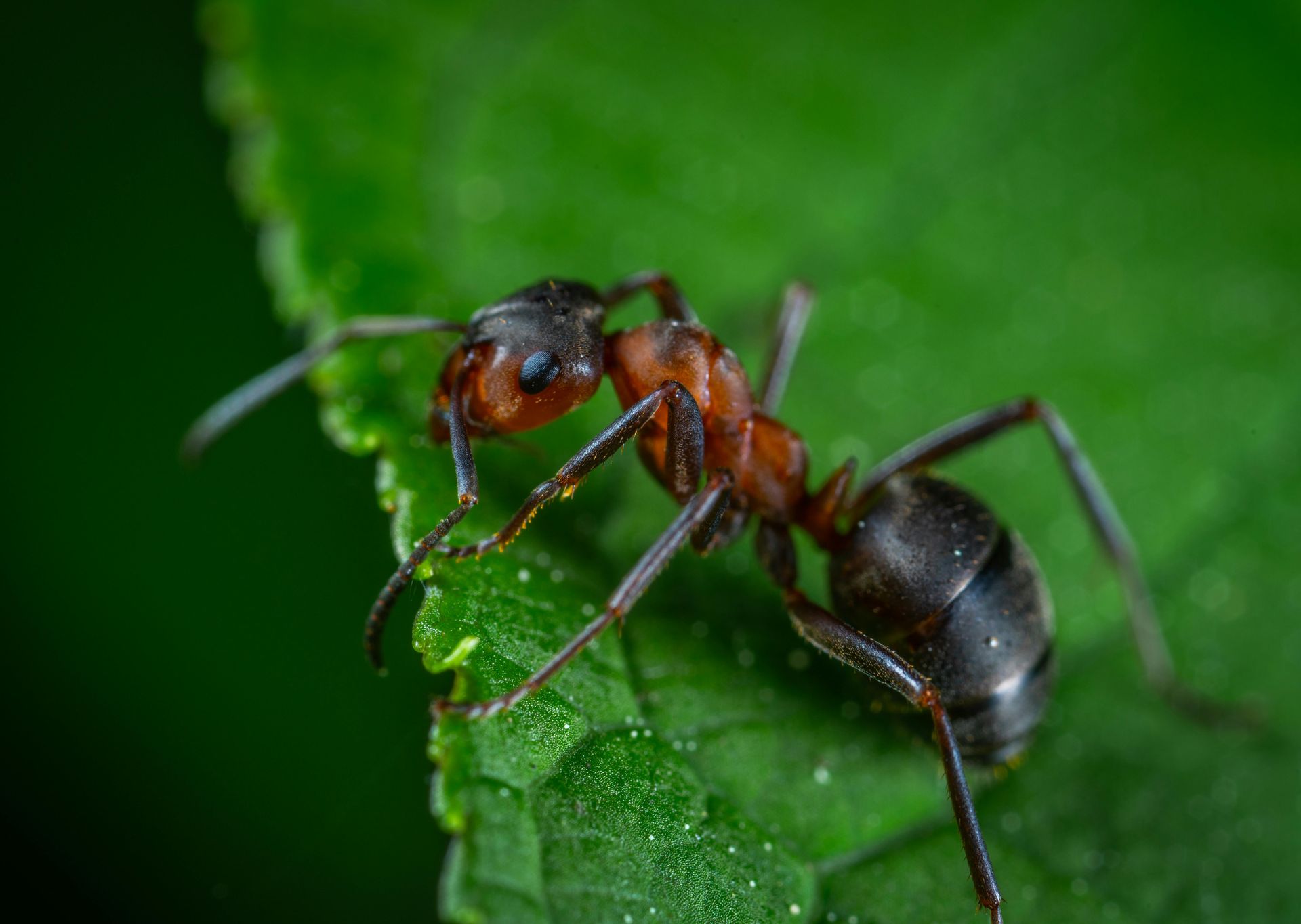 Ant with reddish head and black body on a green leaf.