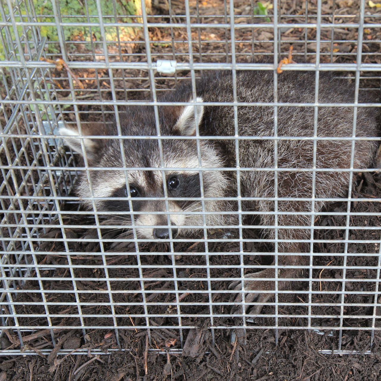 A raccoon is laying in a wire cage