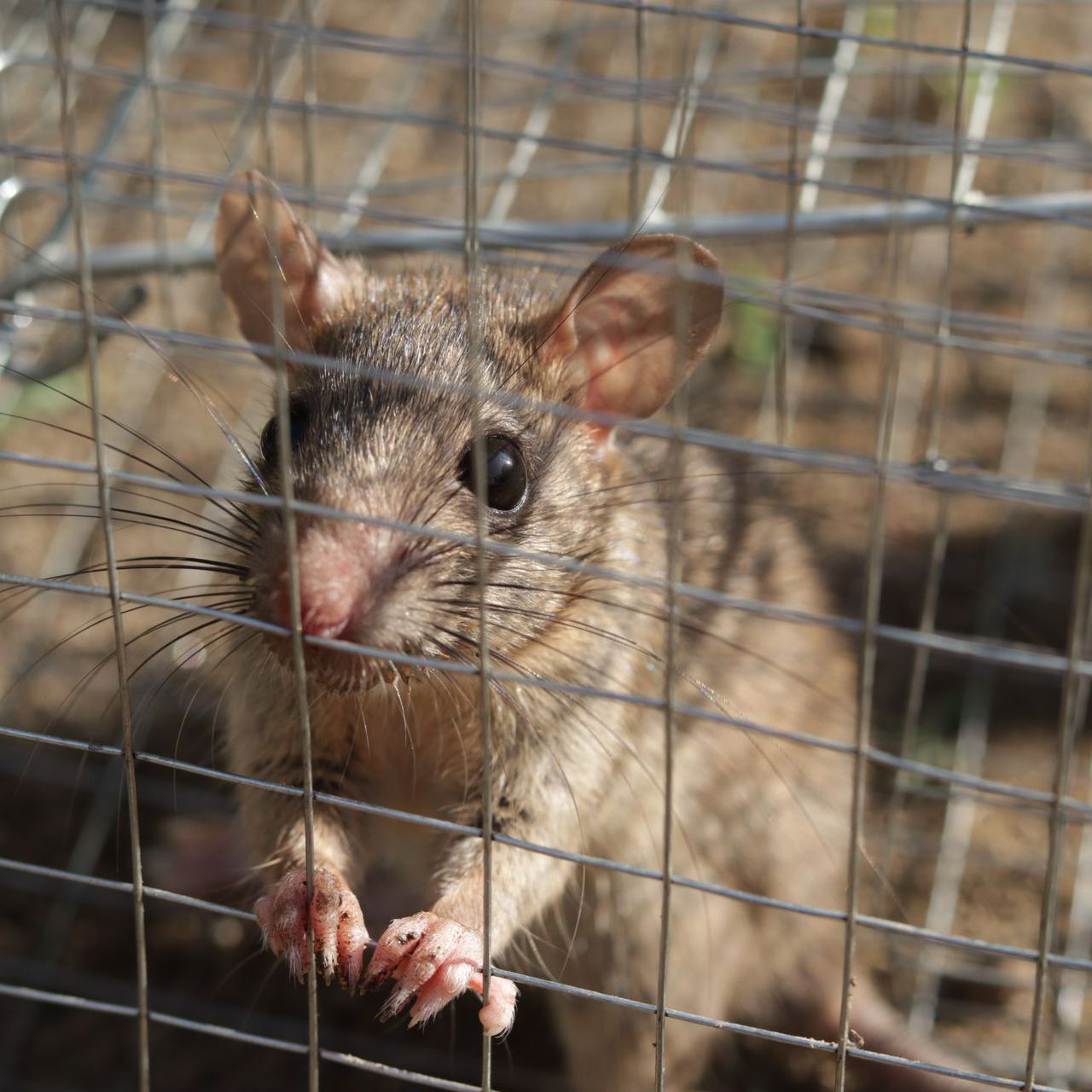 A small brown mouse is behind a wire cage