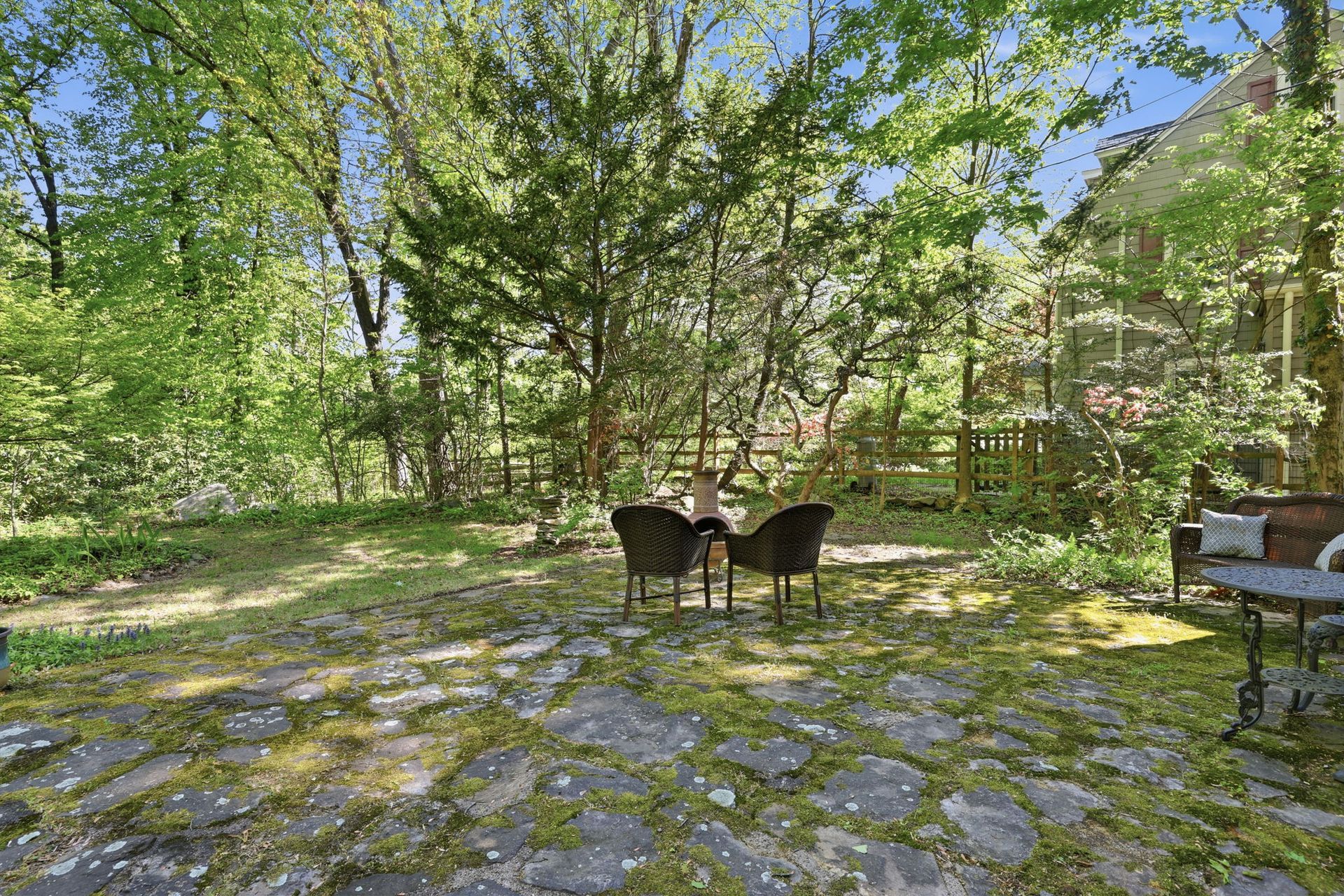 Two dogs standing on a sunlit stone patio in a leafy backyard garden