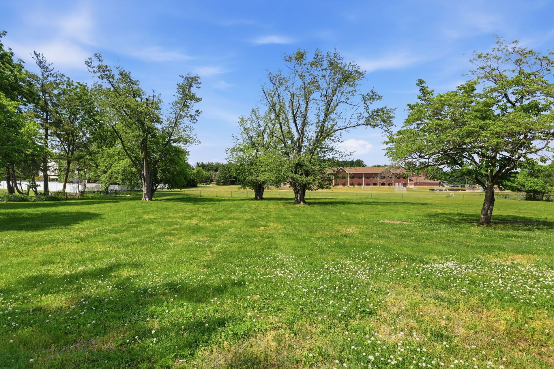 Sunny park lawn with scattered trees and a blue sky