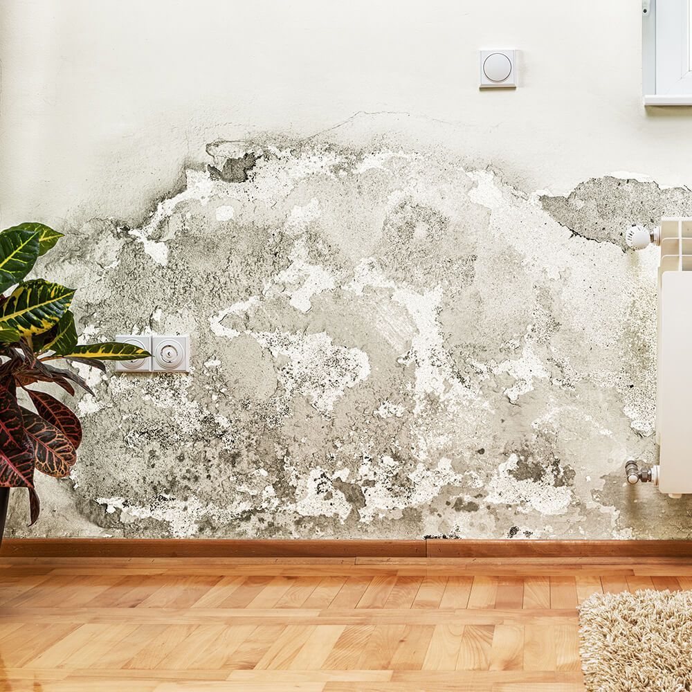 A living room with a mouldy wall and a plant.