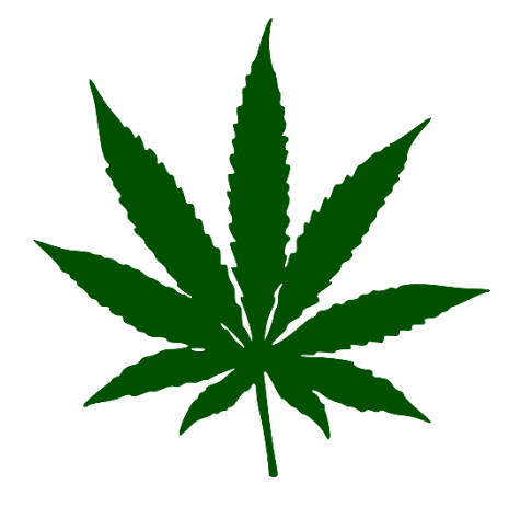 Green cannabis leaf on a white background.