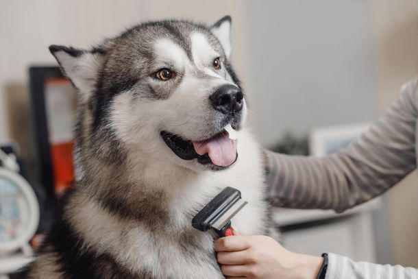 Dog being brushed; long, thick, gray and white fur, tongue out. Person's arm/hand holding brush. Dog being brushed; long, thick, gray and white fur, tongue out. Person's arm/hand holding brush.