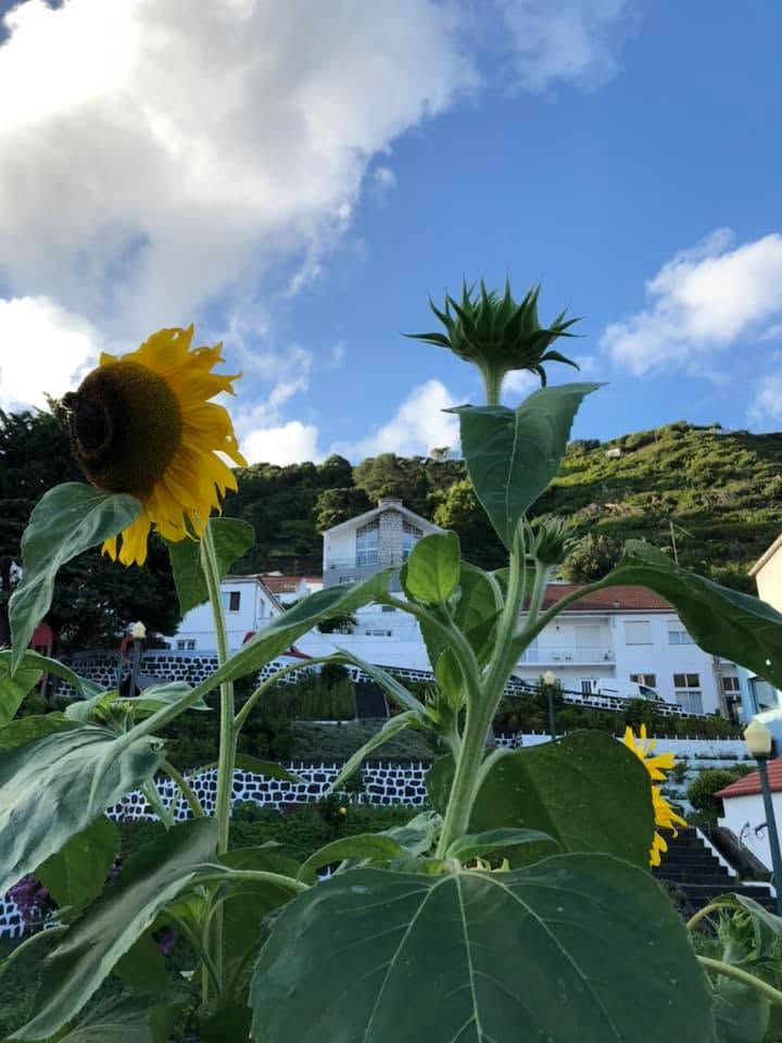 Sunflower and bud against a blue sky with clouds, with white houses and green hills in the background
