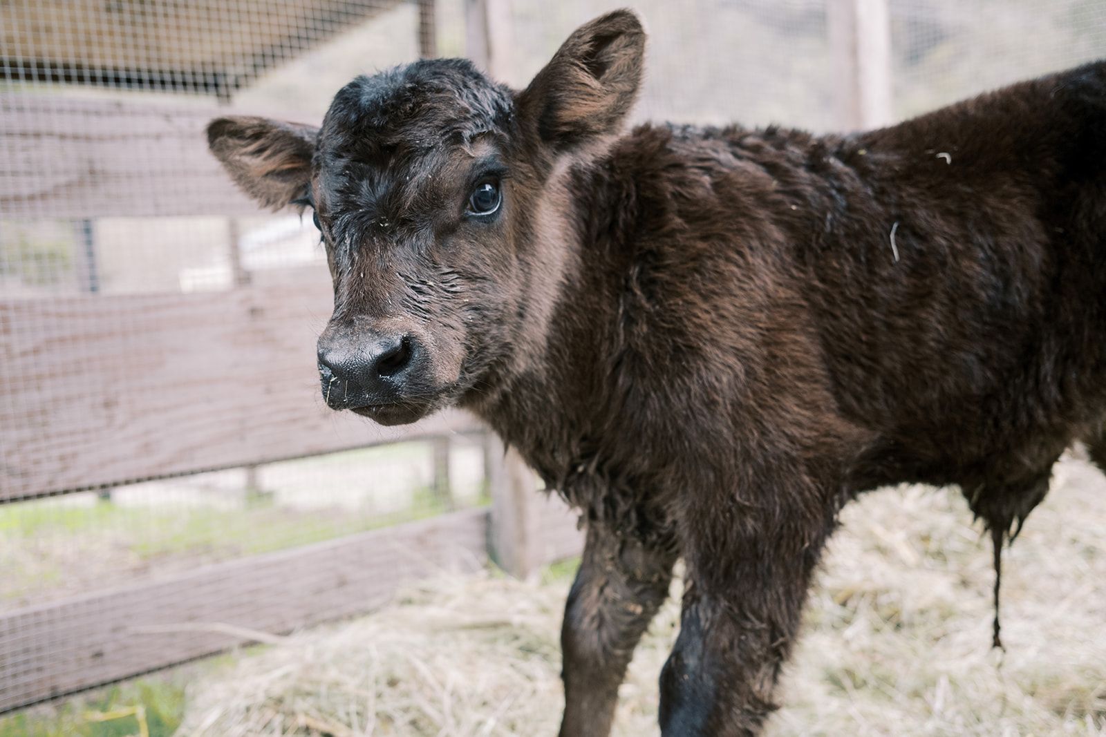 Newborn Calf at Dare 2 Dream Farms