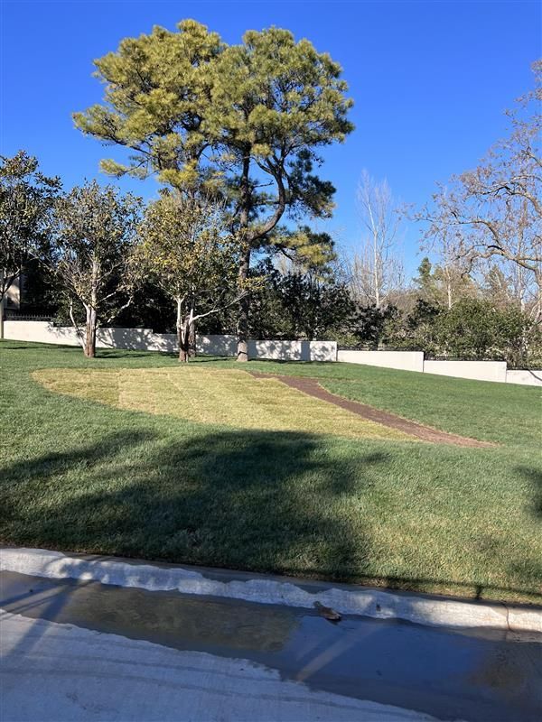 Lawn with varied green patches under a large tree, a white wall in the background, against a blue sky.