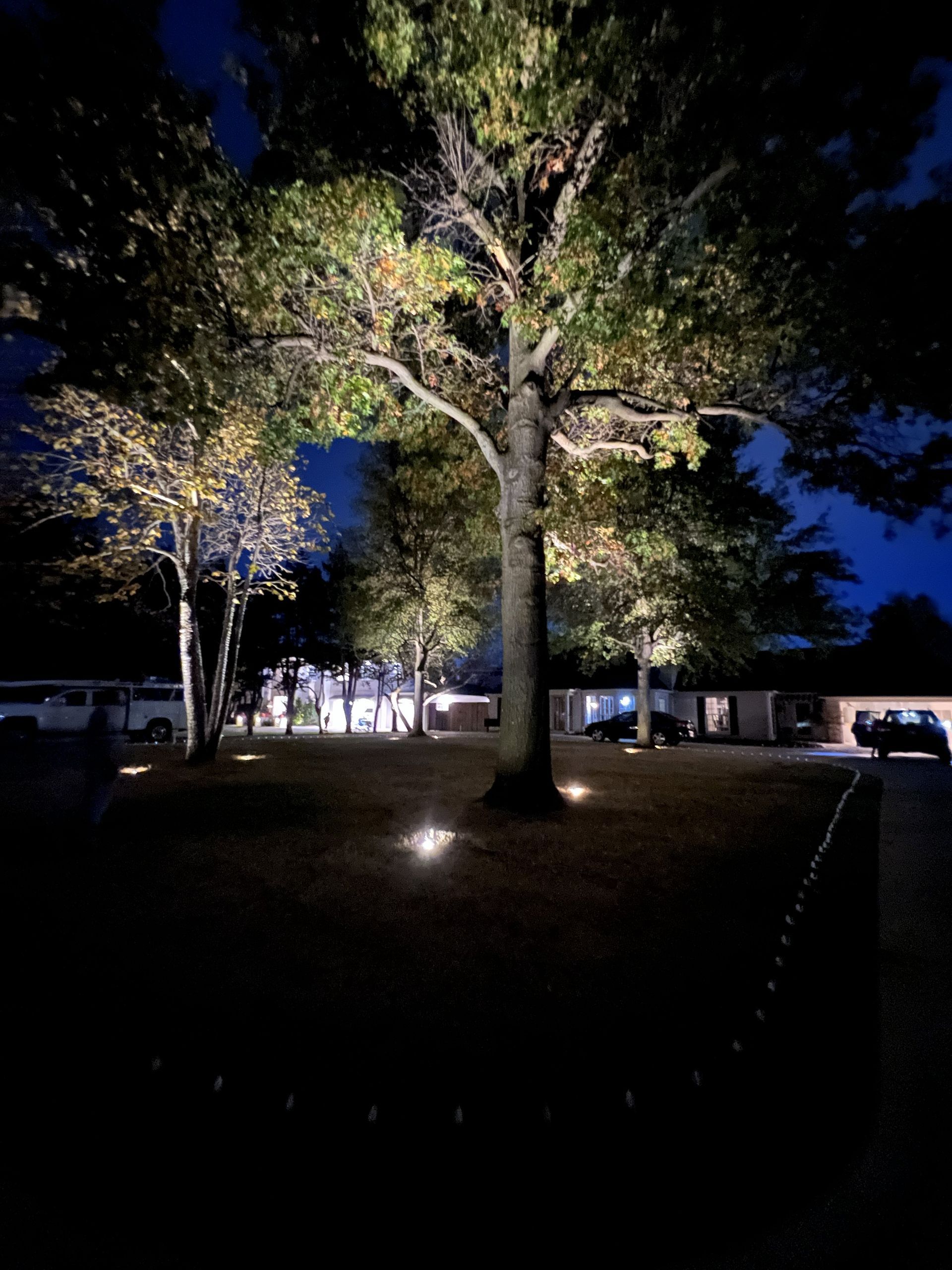 Night scene of trees illuminated by spotlights, in front of houses.