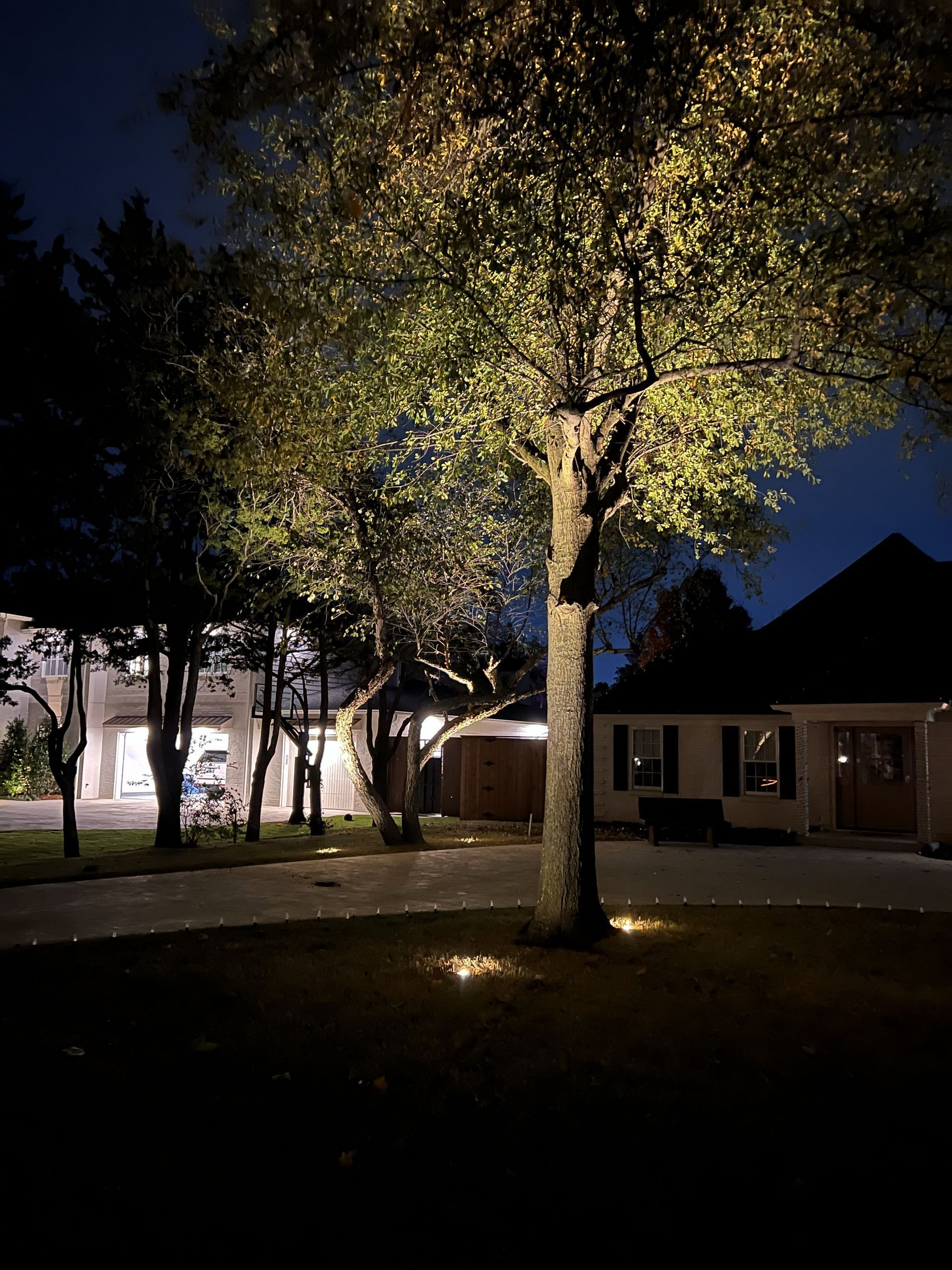 Nighttime view of a tree lit up with spotlights, with houses and a driveway in the background.